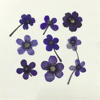 60pcs Dažytos Presuotų Džiovintų Mini Wildflower Gėlių, Augalų Herbariumas Papuošalai iPhone Telefono dėklas Rėmelis Priėmimo Priedai